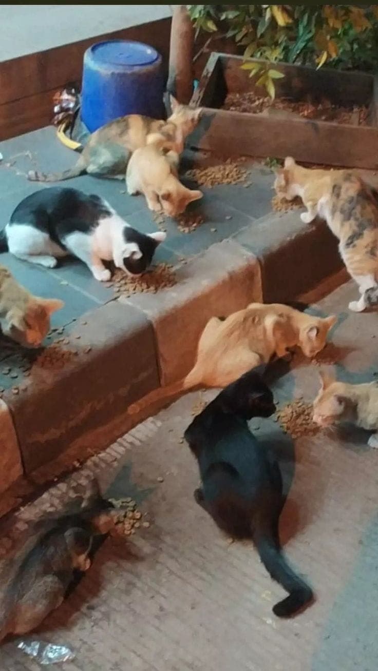 Gatitos comiendo